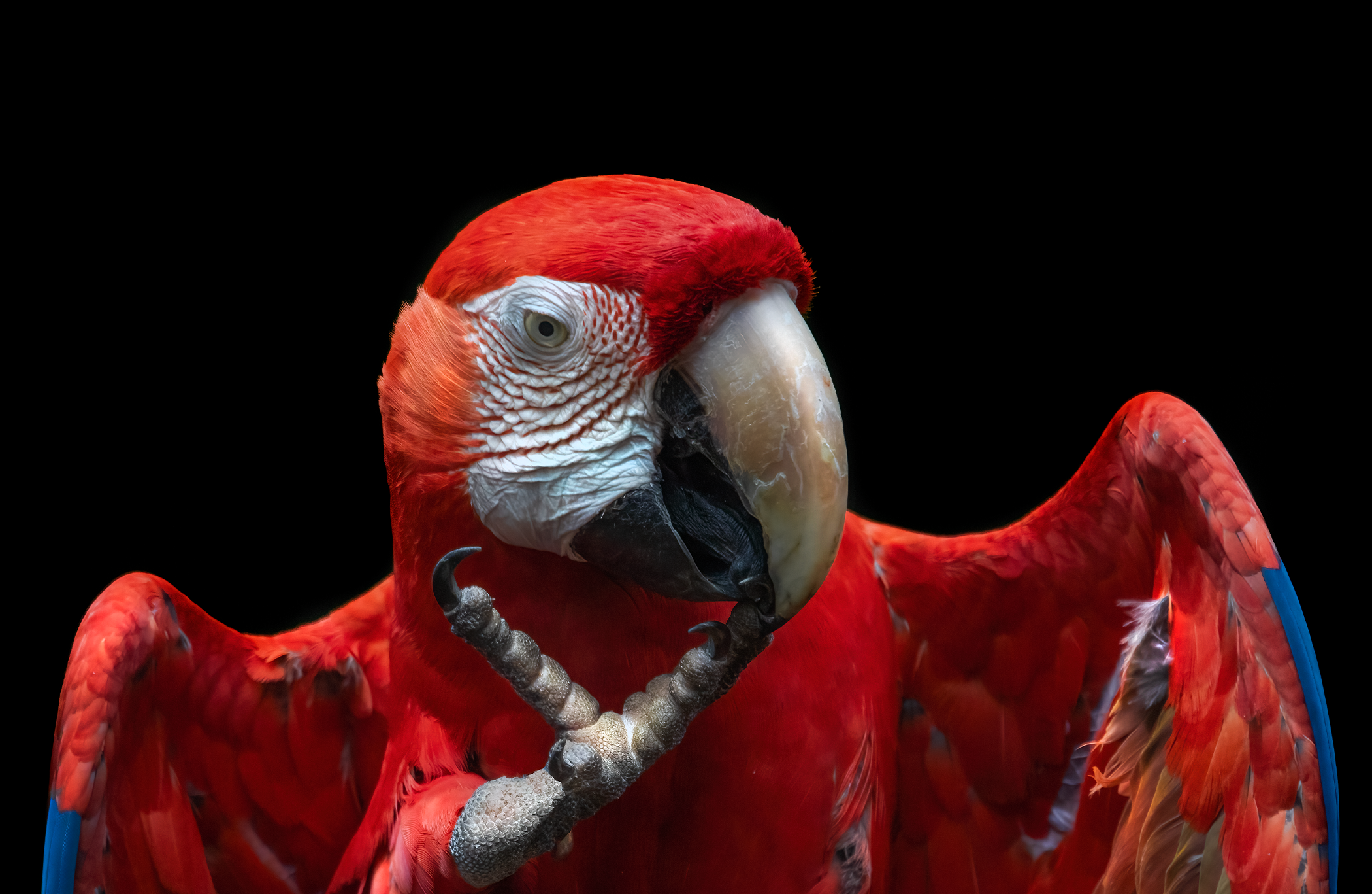 Guacamaya roja