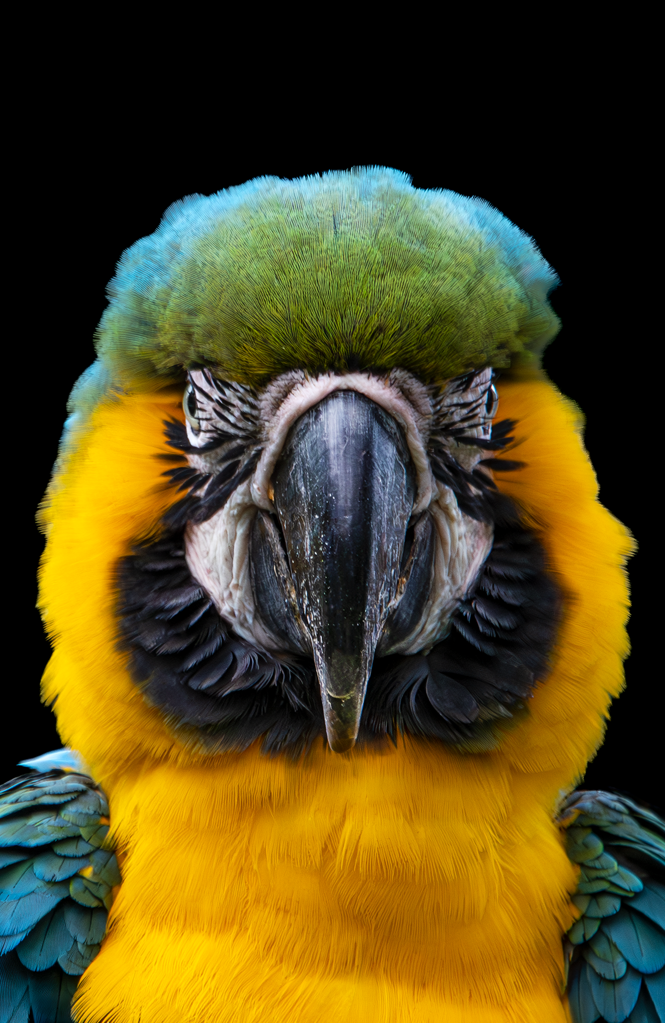 Guacamaya azul y amarilla