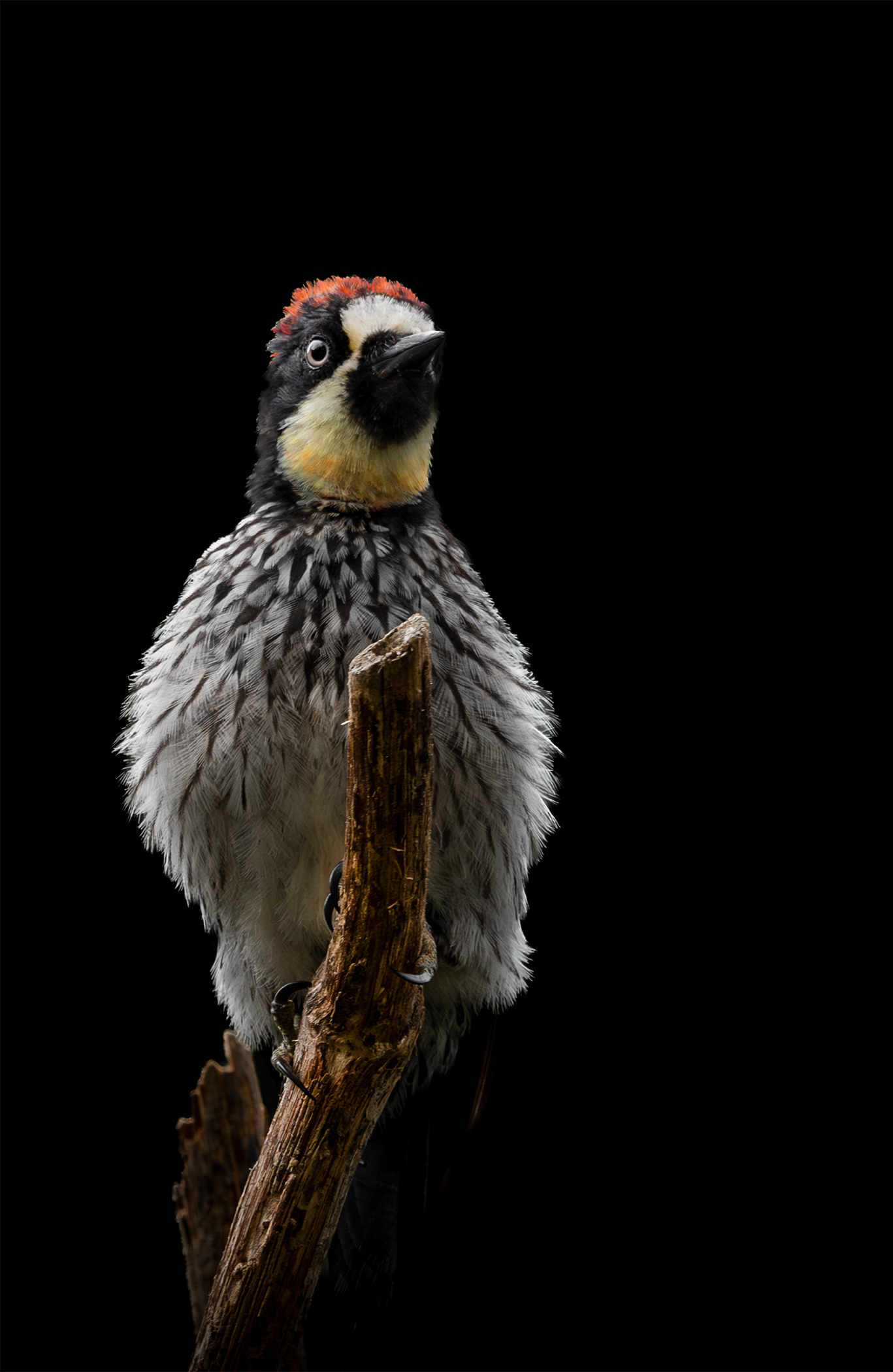 Carpintero de los robles