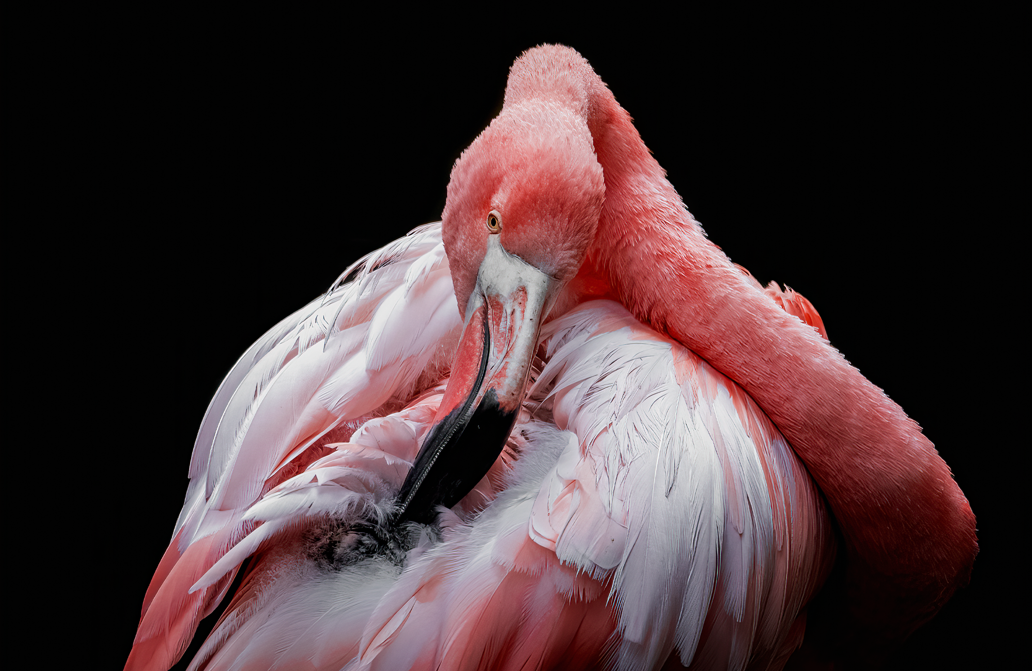 Flamingo