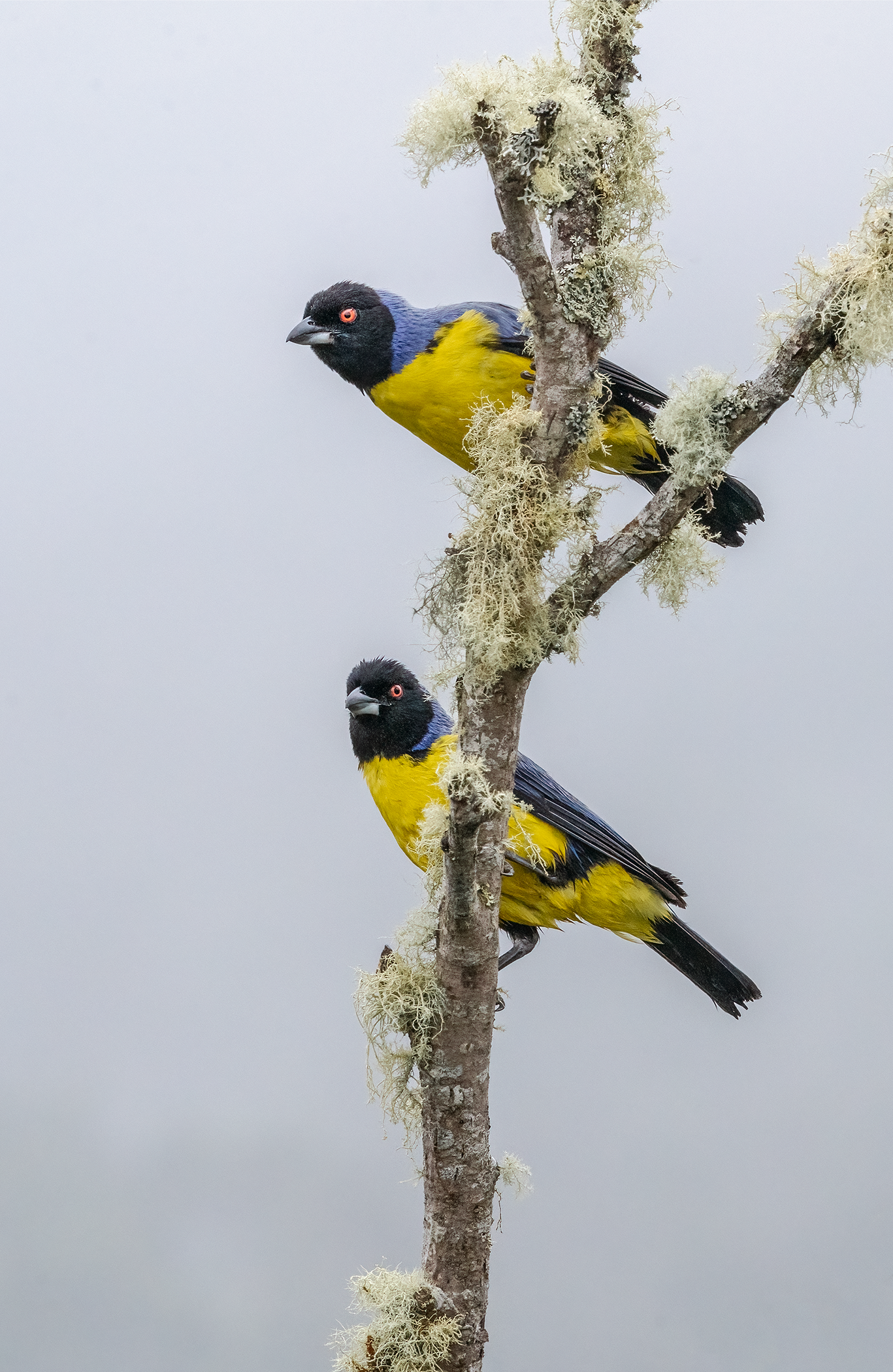 Tángara de montaña