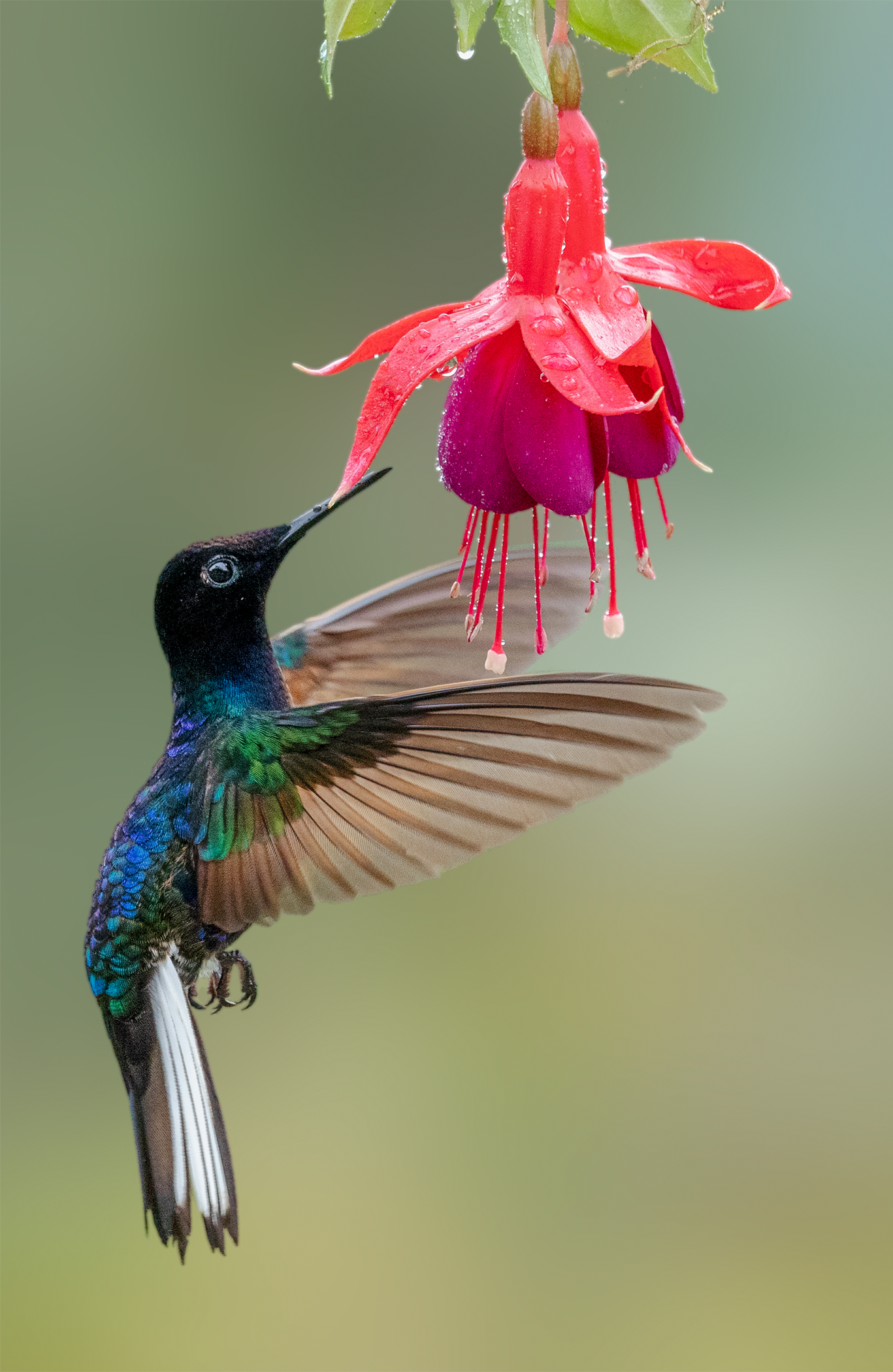 Colibrí