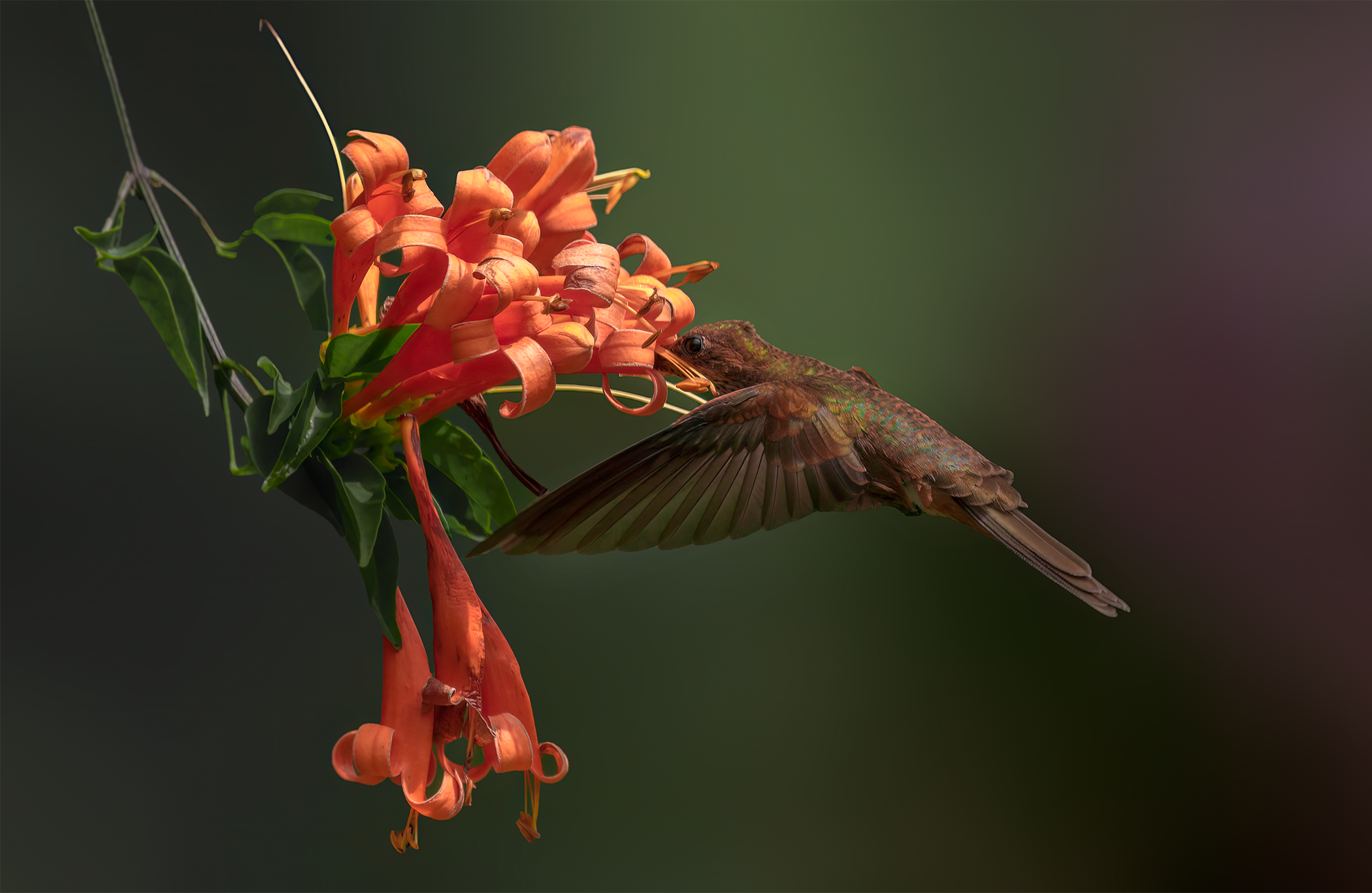Colibrí pardo