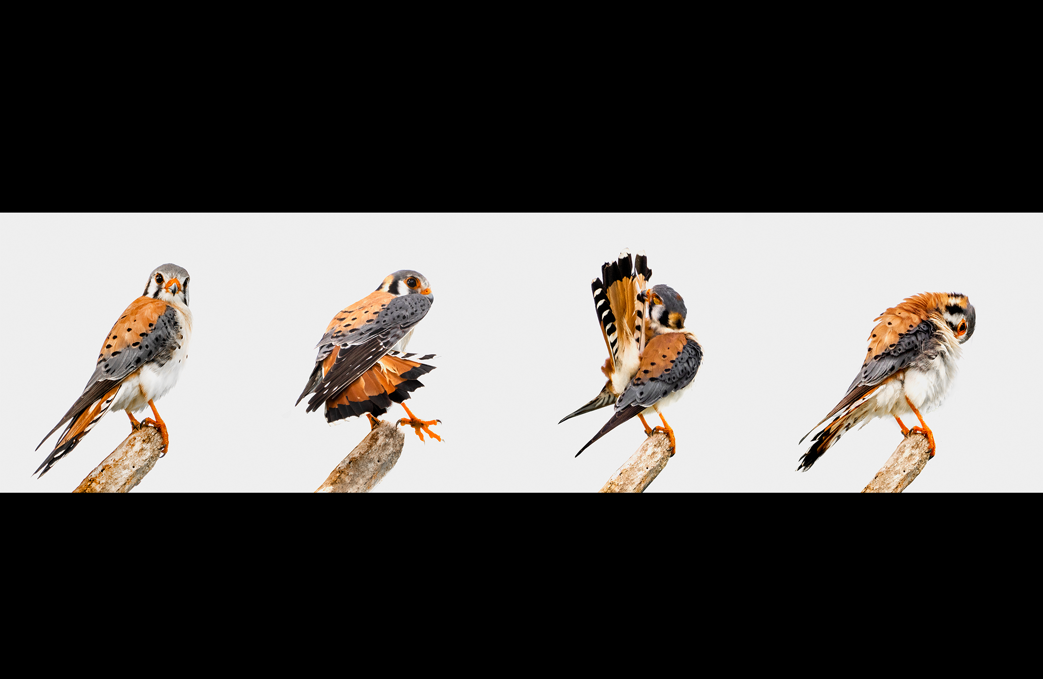 Cernícalo americano