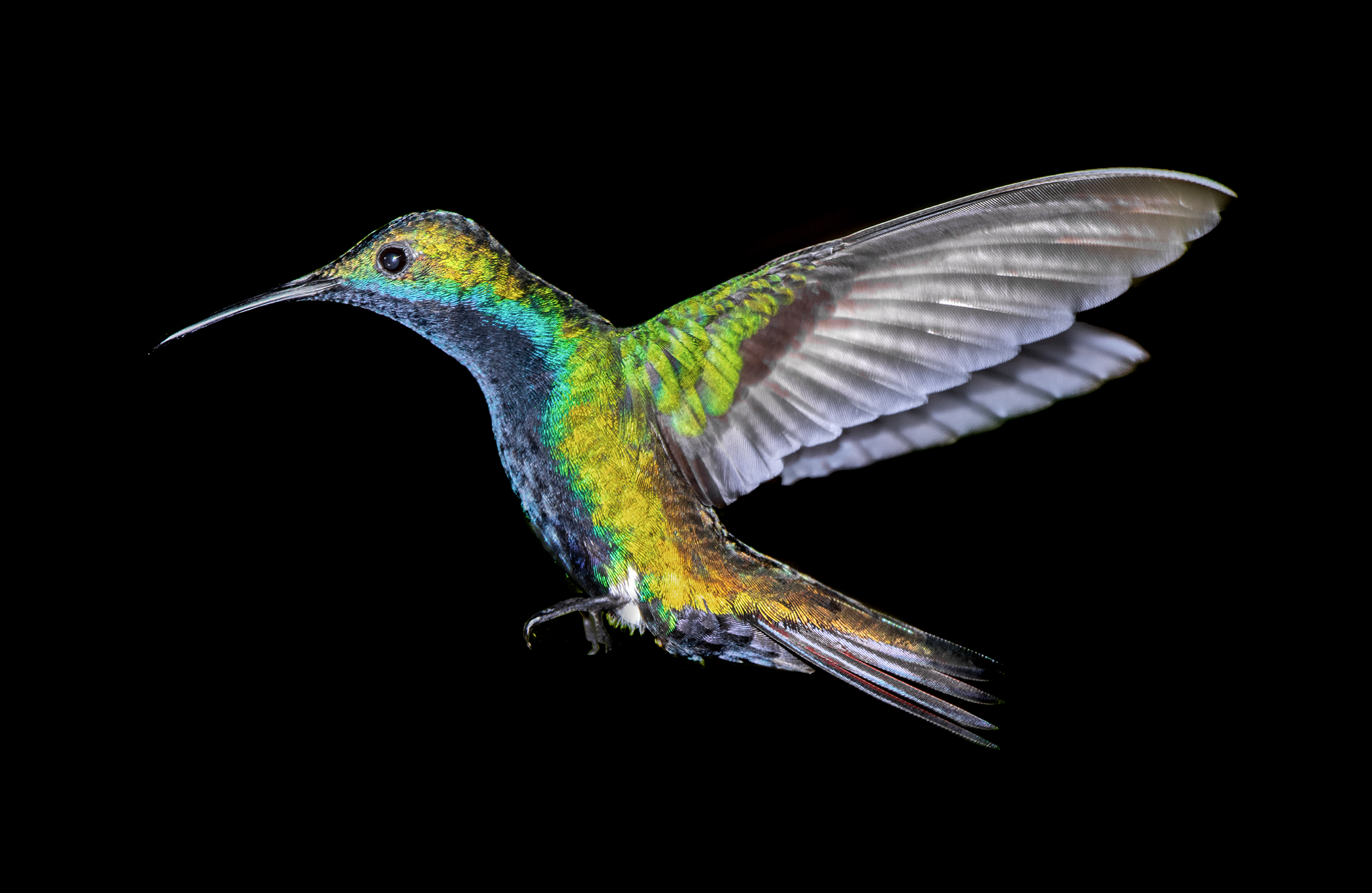 Colibrí