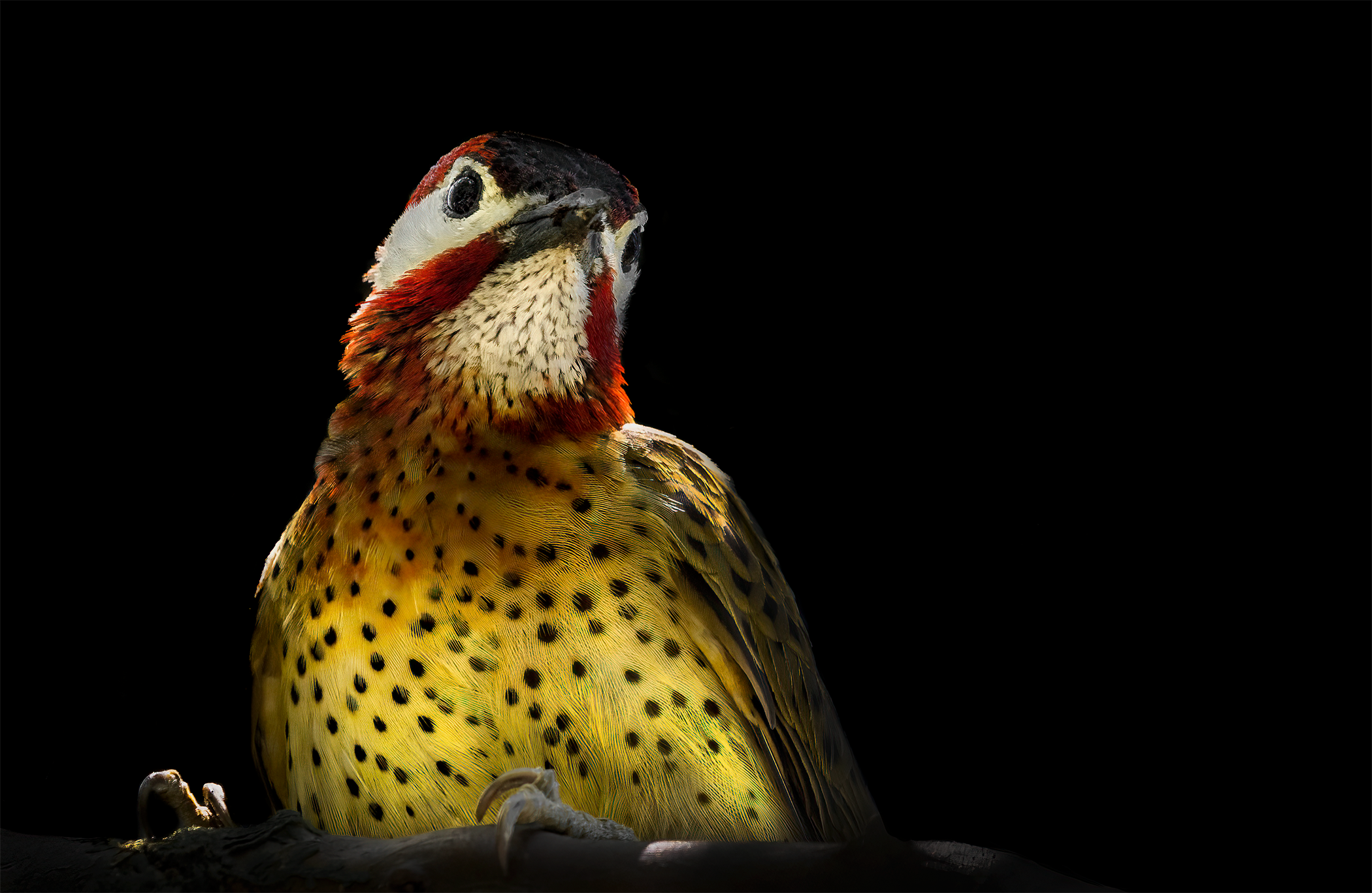 Carpintero buchipecoso