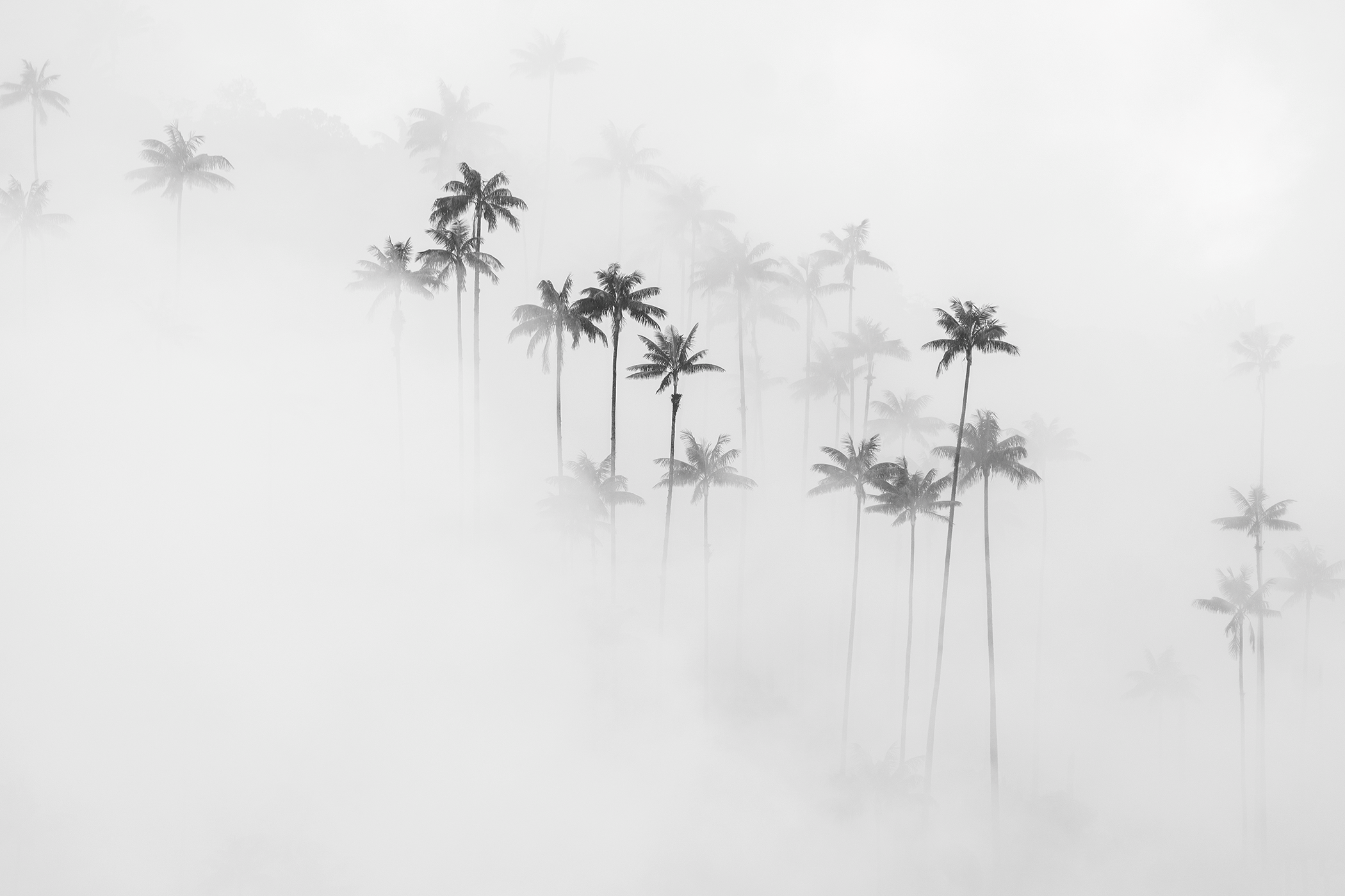 Valle del Cocora Salento Colombia